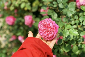 giá vé vào thung lũng hoa hồng sapa